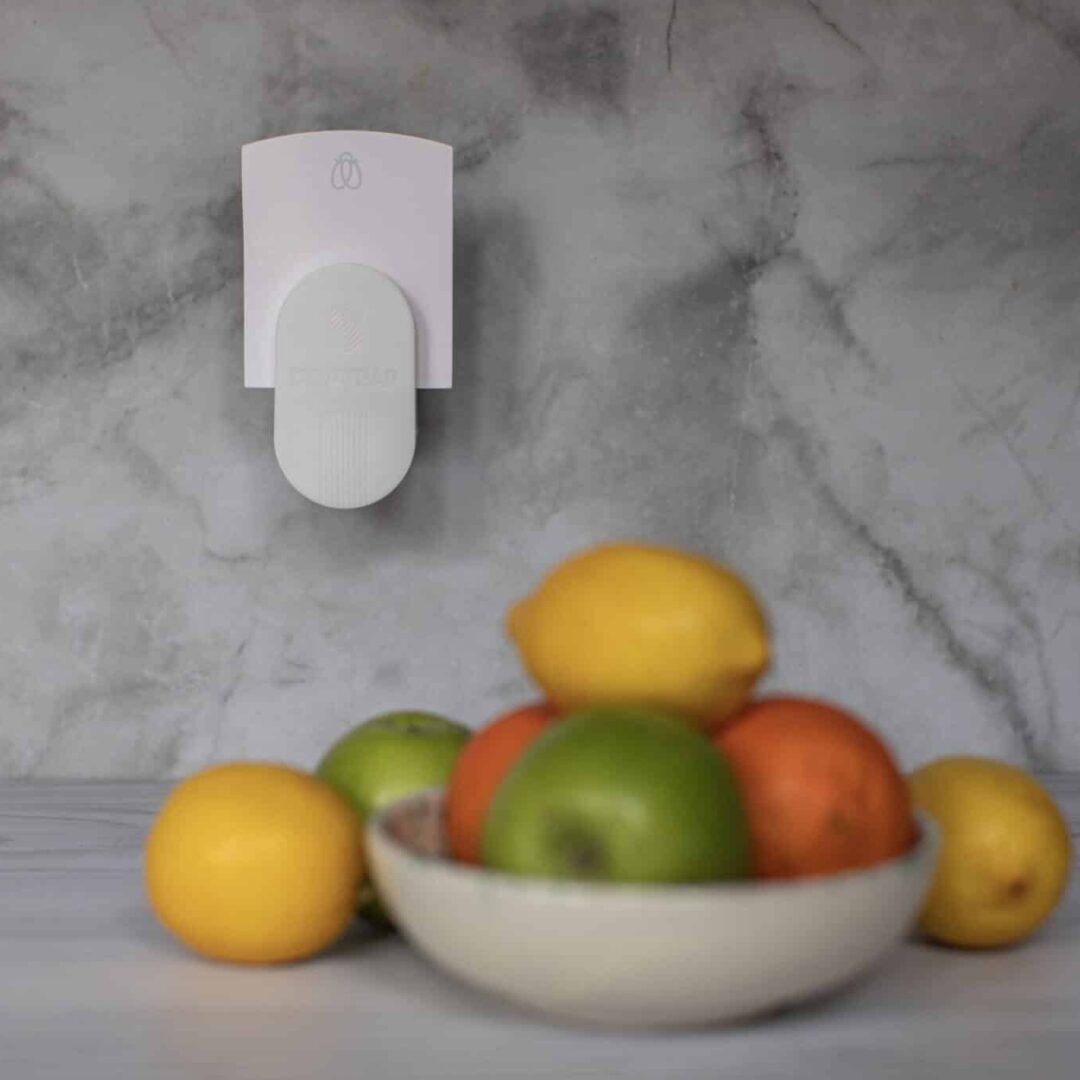 En fruktskål framför Dynatrap dot