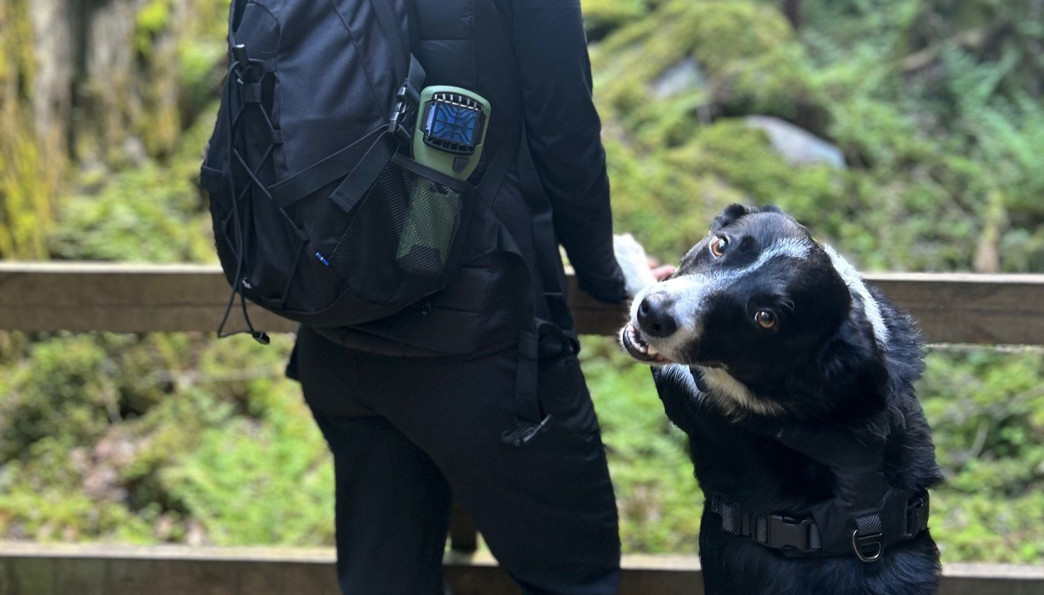 Vandring med hund i gröna omgivningar, person med ryggsäck ser tillbaka på sin hund.